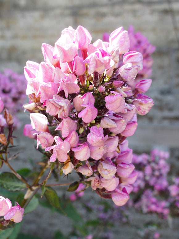 Phlox paniculata 'Butonik' 