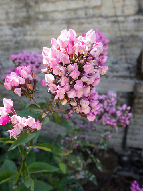 Phlox paniculata 'Butonik' 