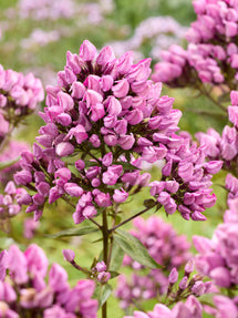 Phlox Butonik