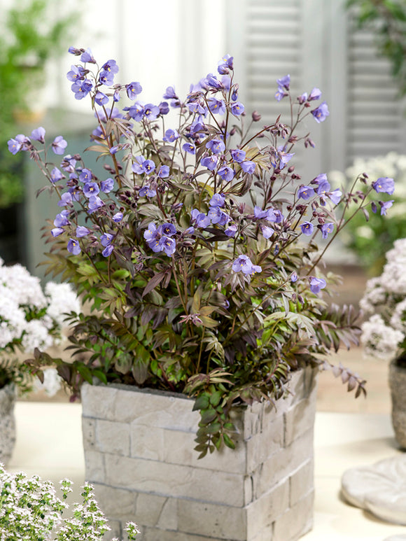 Polemonium 'Heaven Scent', commonly known as Jacob's Ladder