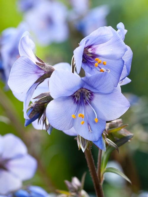 Polemonium 'Heaven Scent', commonly known as Jacob's Ladder