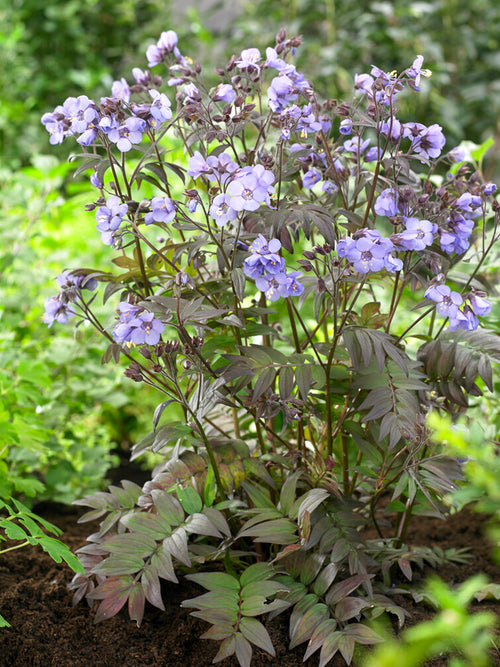 Polemonium 'Heaven Scent', commonly known as Jacob's Ladder