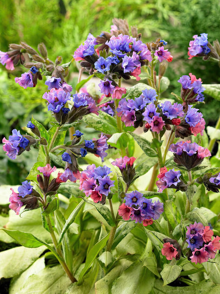 Pulmonaria saccharata 'Silver Streamers' Lungwort