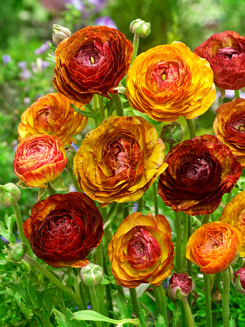 Ranunculus Picotee Cafe au Lait