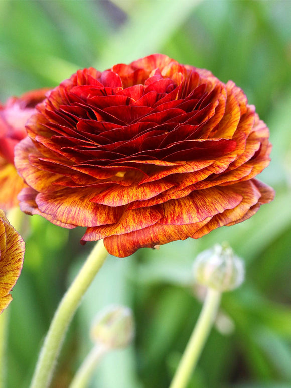 Ranunculus Picotee Cafe