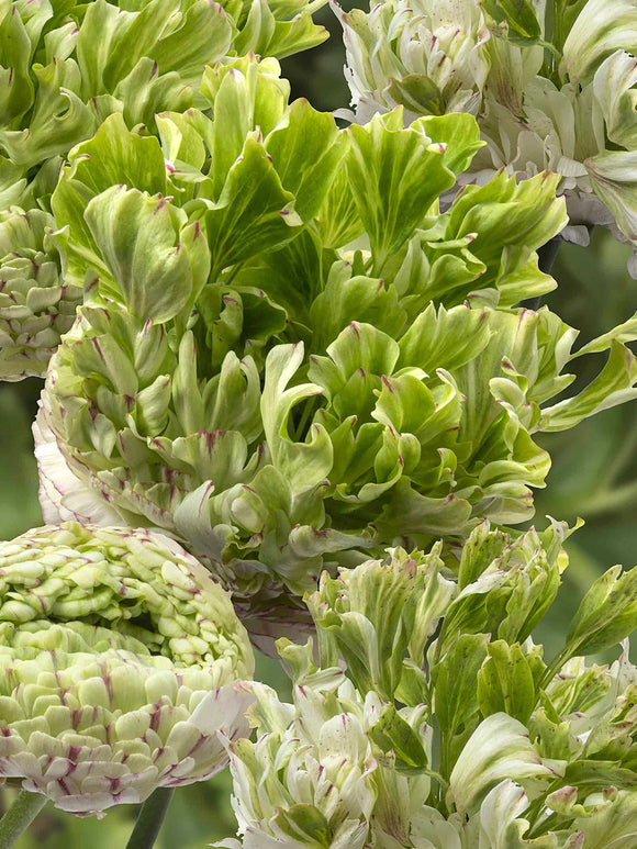 Ranunculus Crown Giverny®