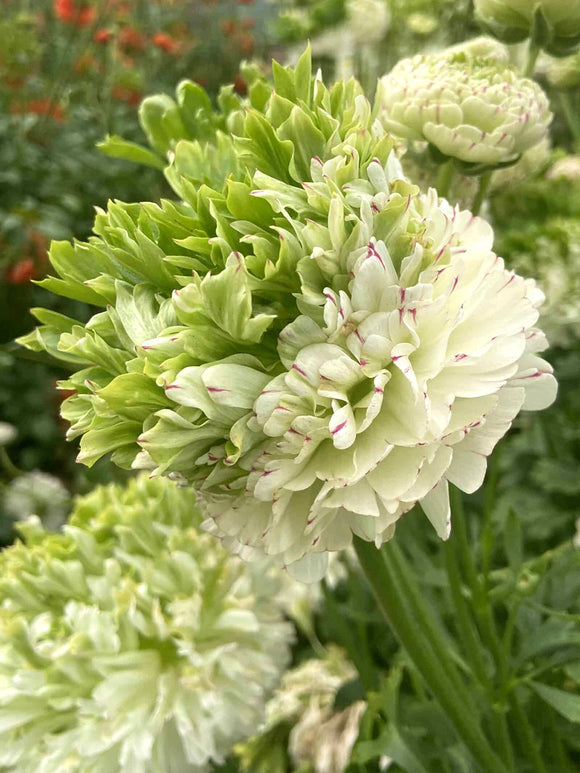 Ranunculus Crown Giverny®