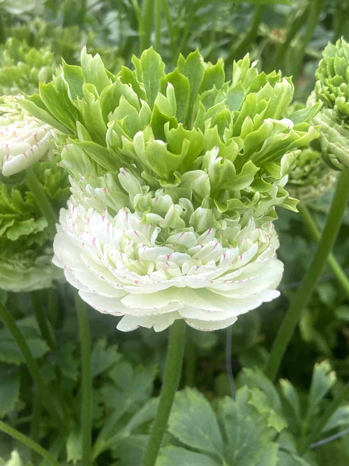 Ranunculus Crown Giverny®