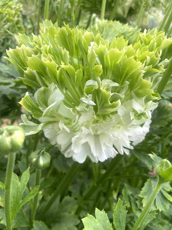 Ranunculus Crown Giverny®