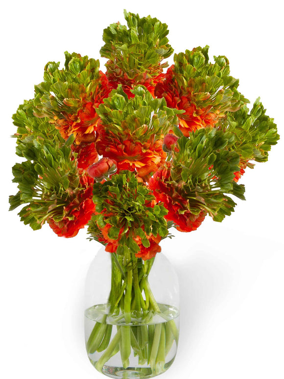 Ranunculus Crown Nervion®