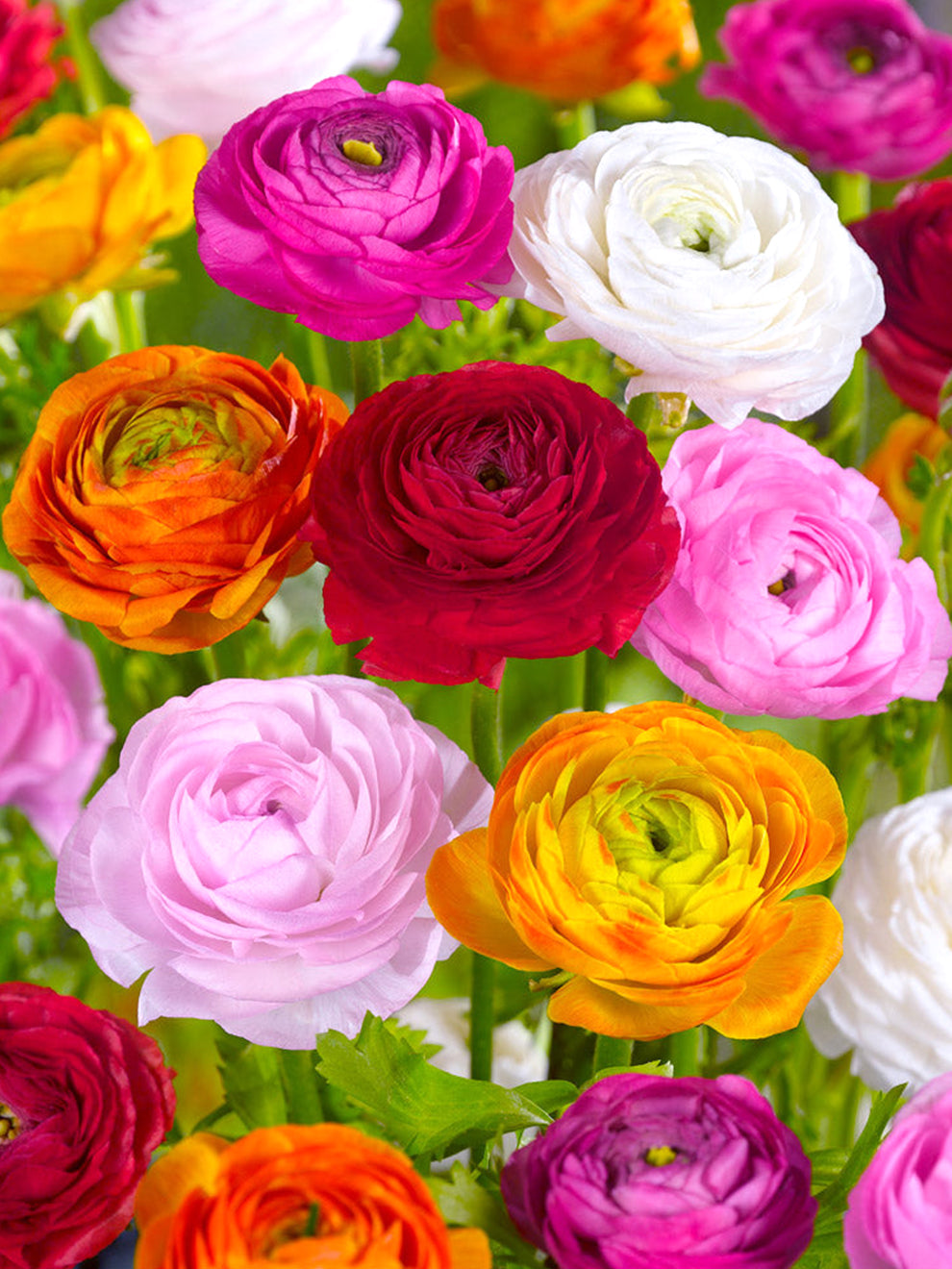 Jumbo Sized Ranunculus Bulbs Mixed Colors 