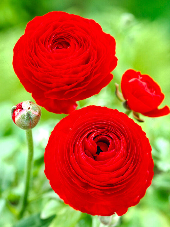 Ranunculus Red Bulbs