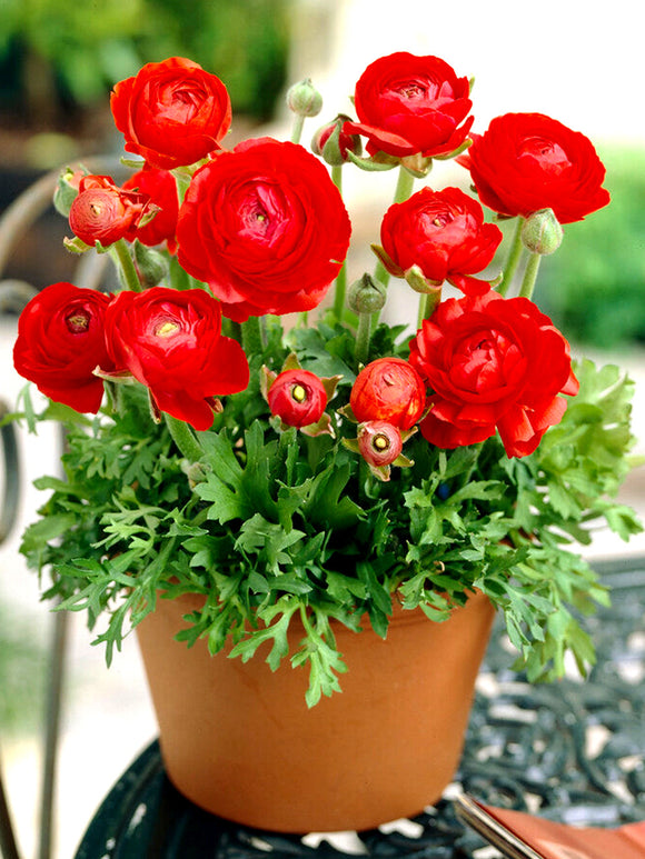 Red Ranunculus