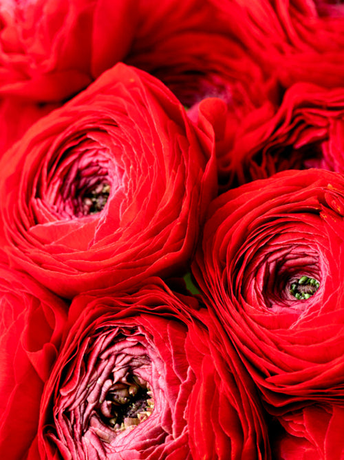 Red Ranunculus Bulbs