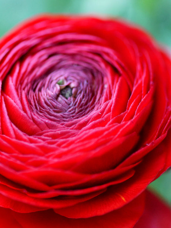 Red Ranunculus Flower Bulbs