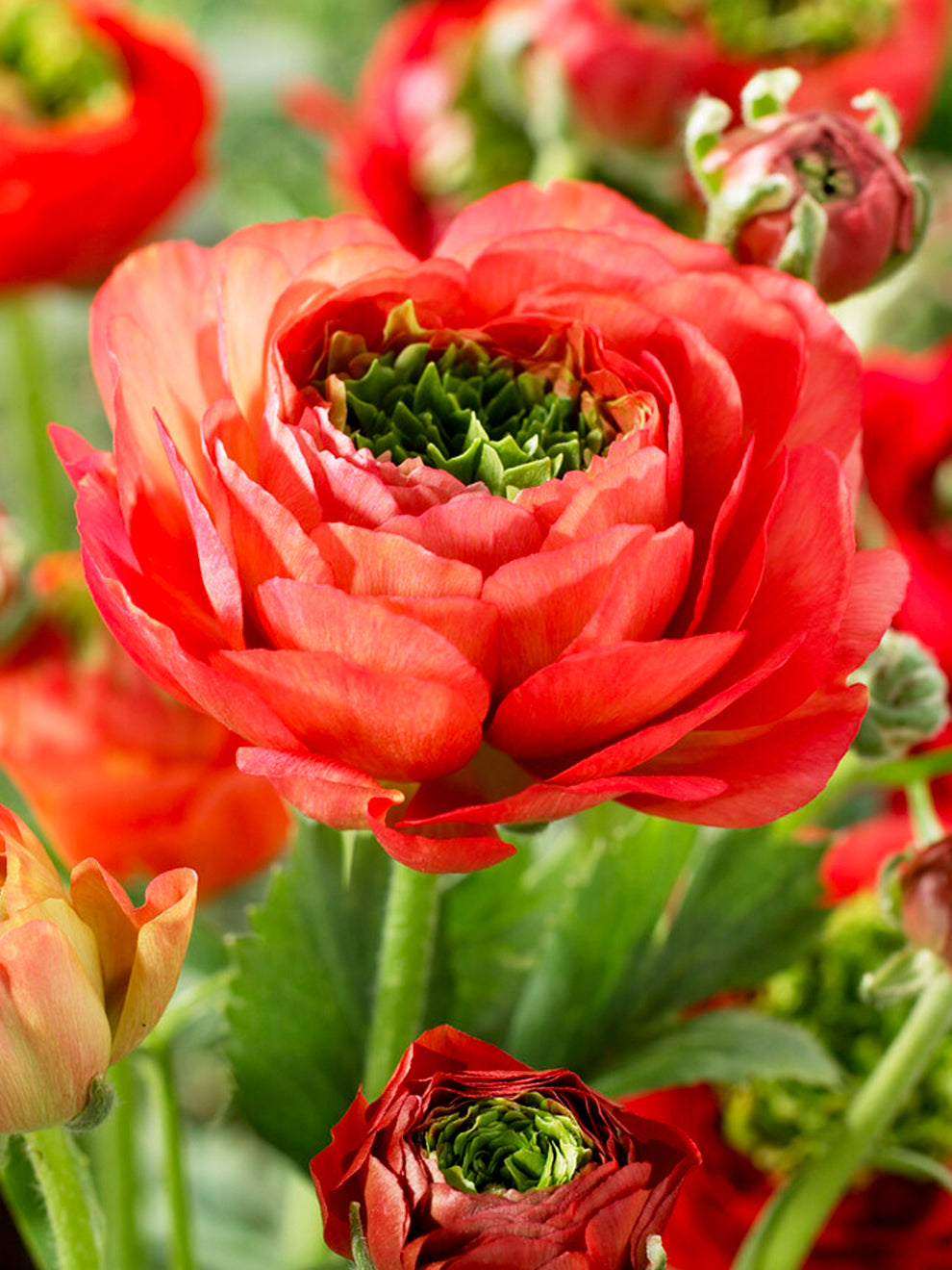 Ranunculus Reinette Red | DutchGrown™