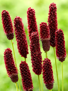 Sanguisorba Big Dream (Great Burnet)