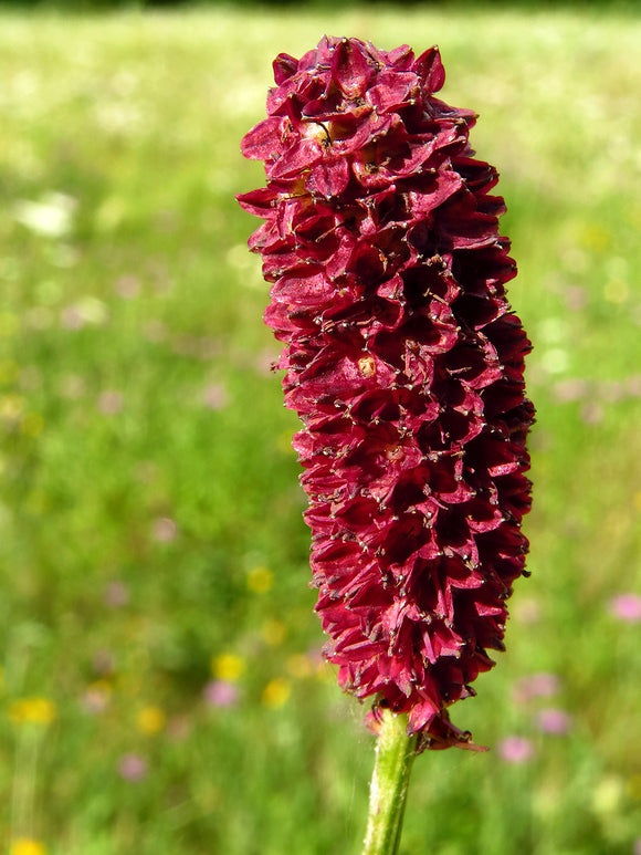 Sanguisorba Magnificent (Great Burnet)