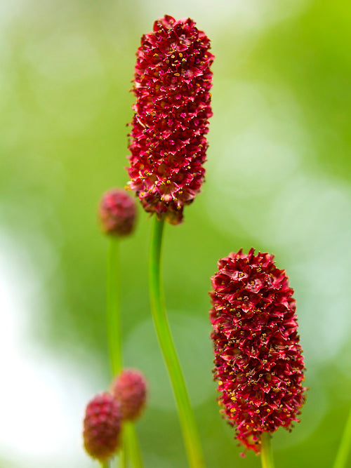 Sanguisorba Magnificent (Great Burnet)