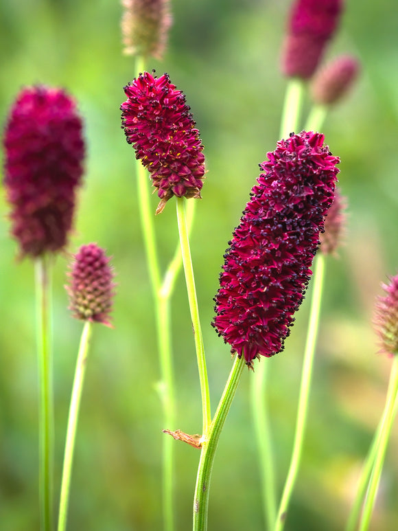 Sanguisorba Big Dream (Great Burnet)