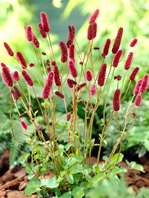 Sanguisorba Magnificent (Great Burnet)