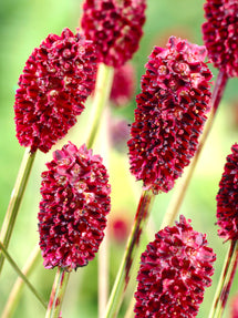 Sanguisorba Magnificent (Great Burnet)