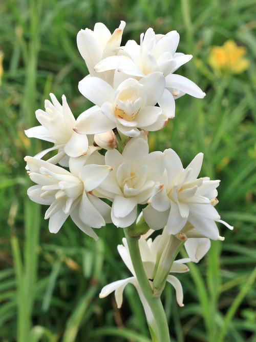 Tuberoses (Polianthes) The Pearl