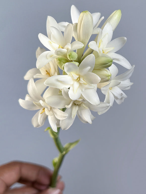 Tuberoses (Polianthes) The Pearl