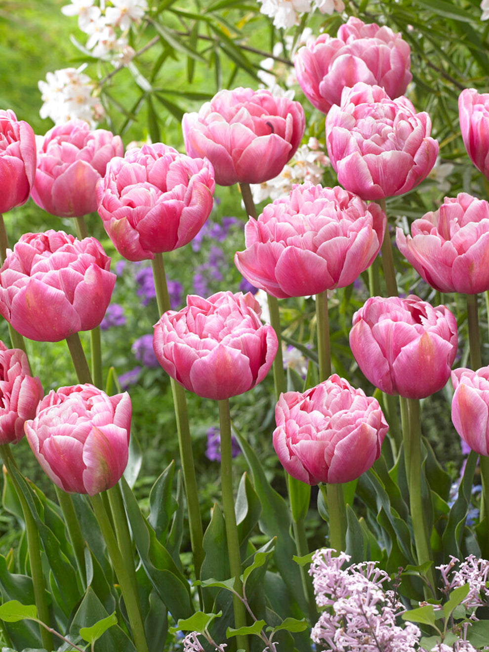 Tulip Bulbs | Tulip Aveyron | Unique Tulip Bulbs for Sale