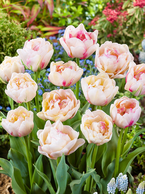 Tulip Double Shake