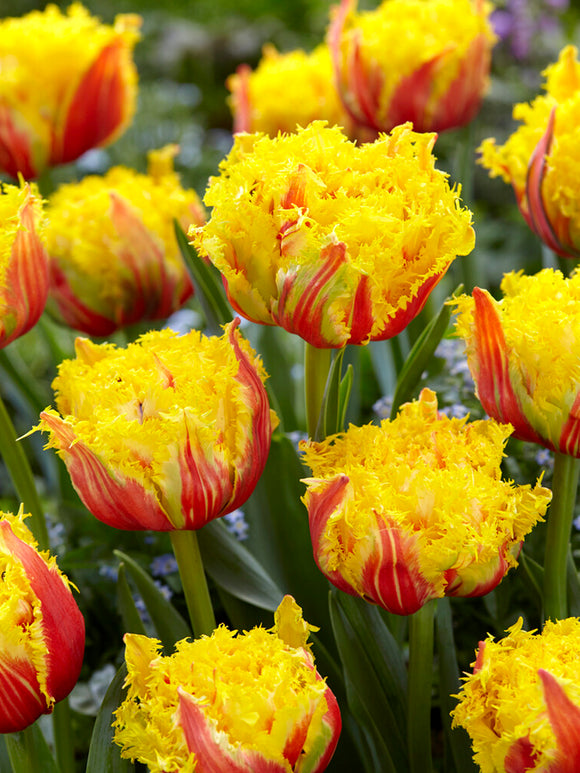 Tulip Kensington