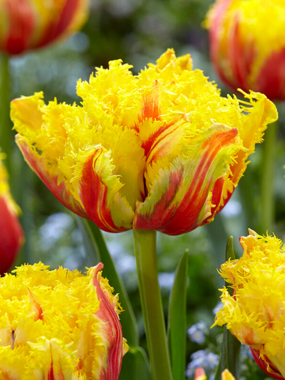 Tulip Kensington | Order Amazing Tulip Bulbs Online At DutchGrown™