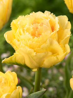 Tulip Lemon Shoot