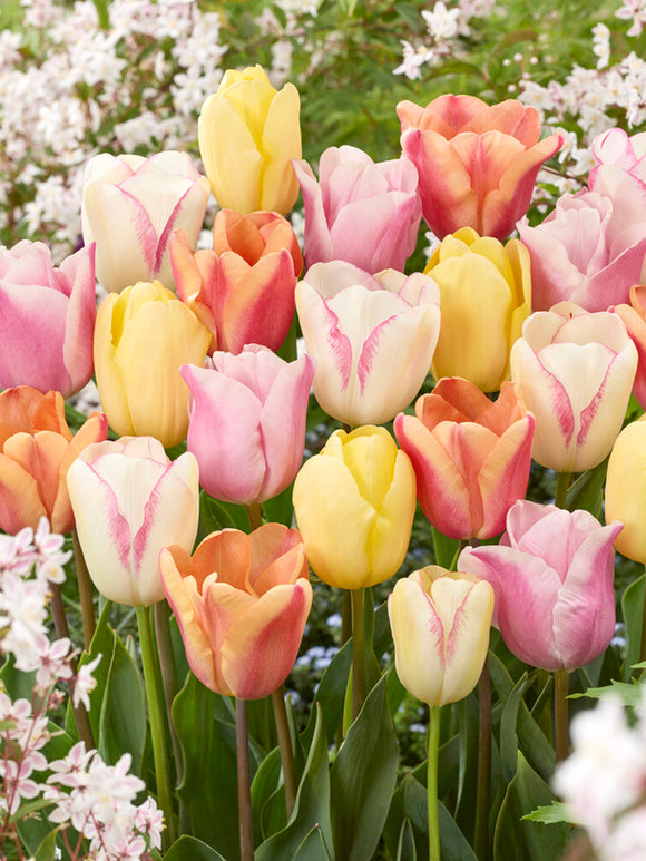 Tulip Pastelegance Collection