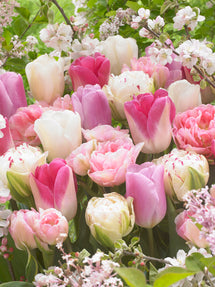 Tulip Spring Romance Collection