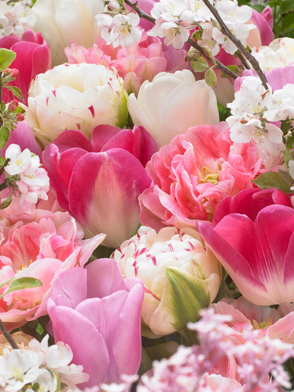 Tulip Spring Romance Collection