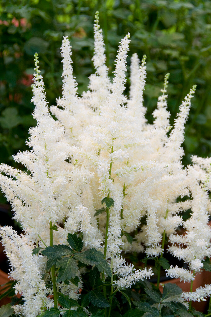 Astilbe Close Harmony | DutchGrown™