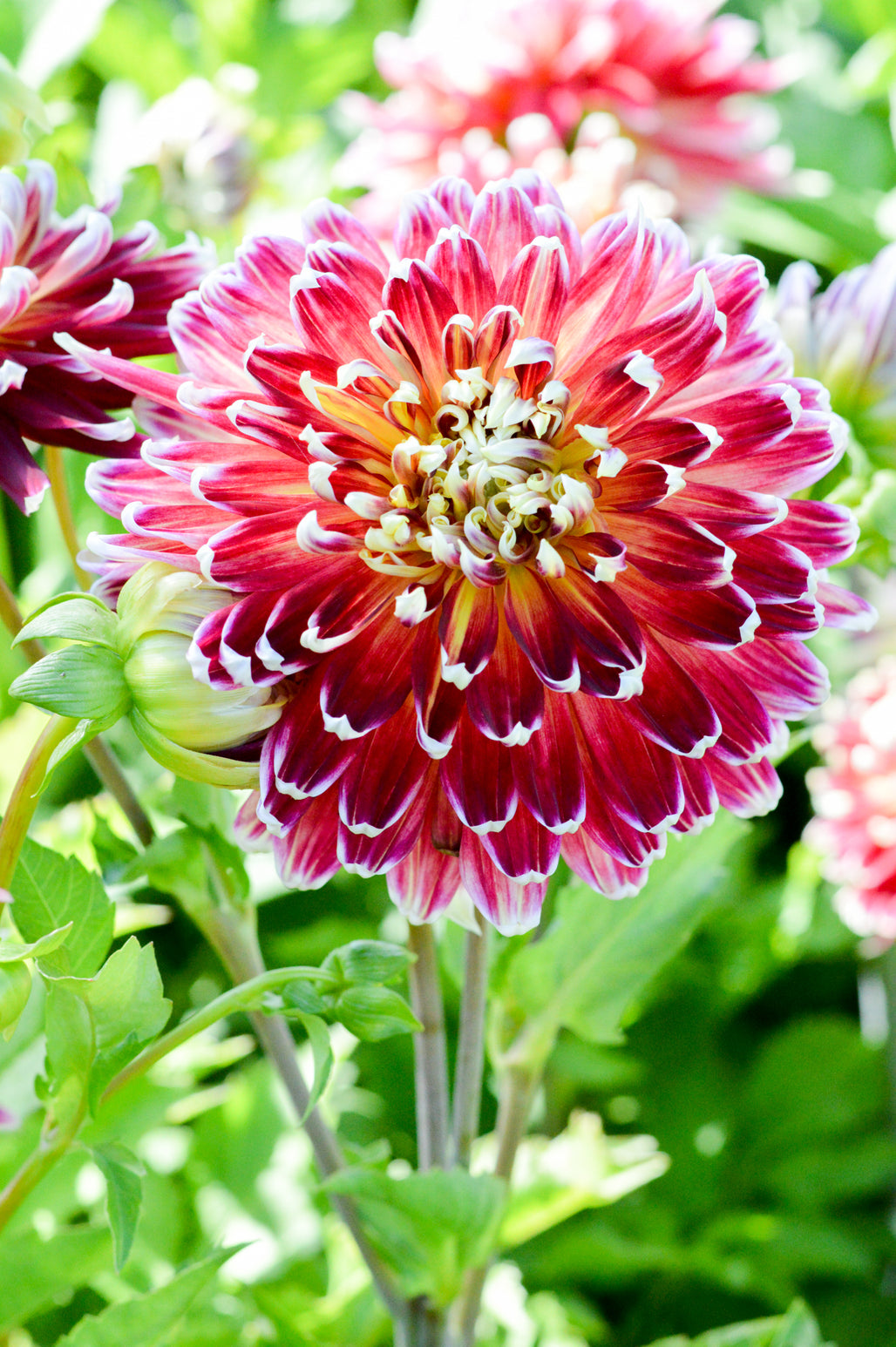 Dahlia Akita | Dahlia Tubers | DutchGrown™