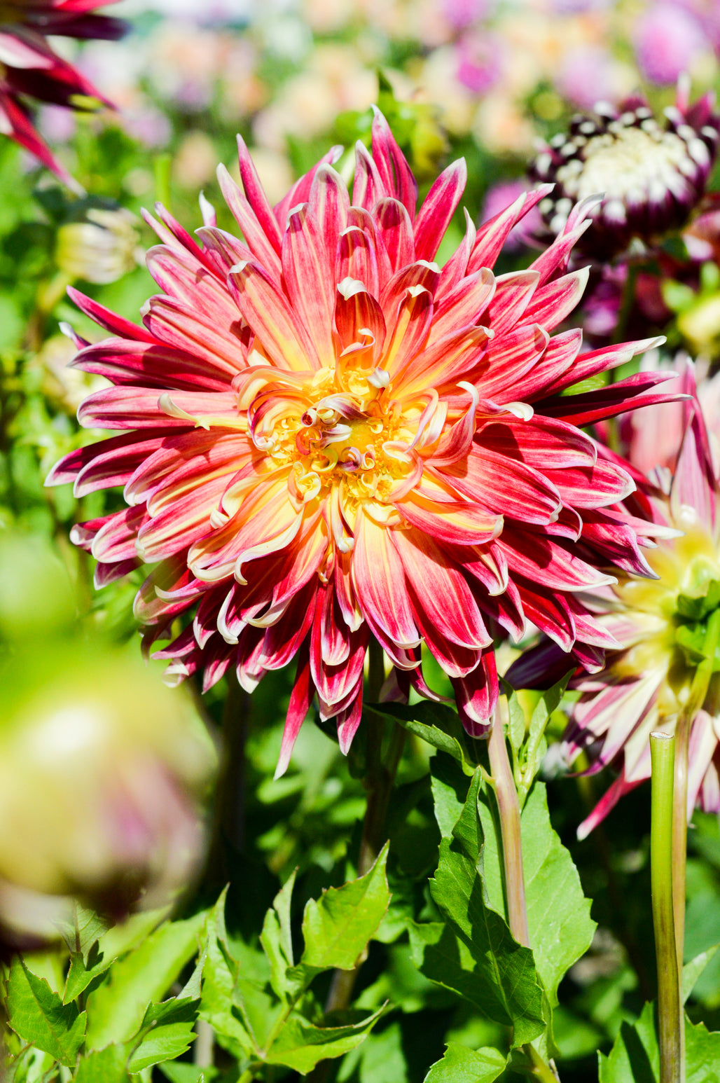 Dahlia Akita | Dahlia Tubers | DutchGrown™