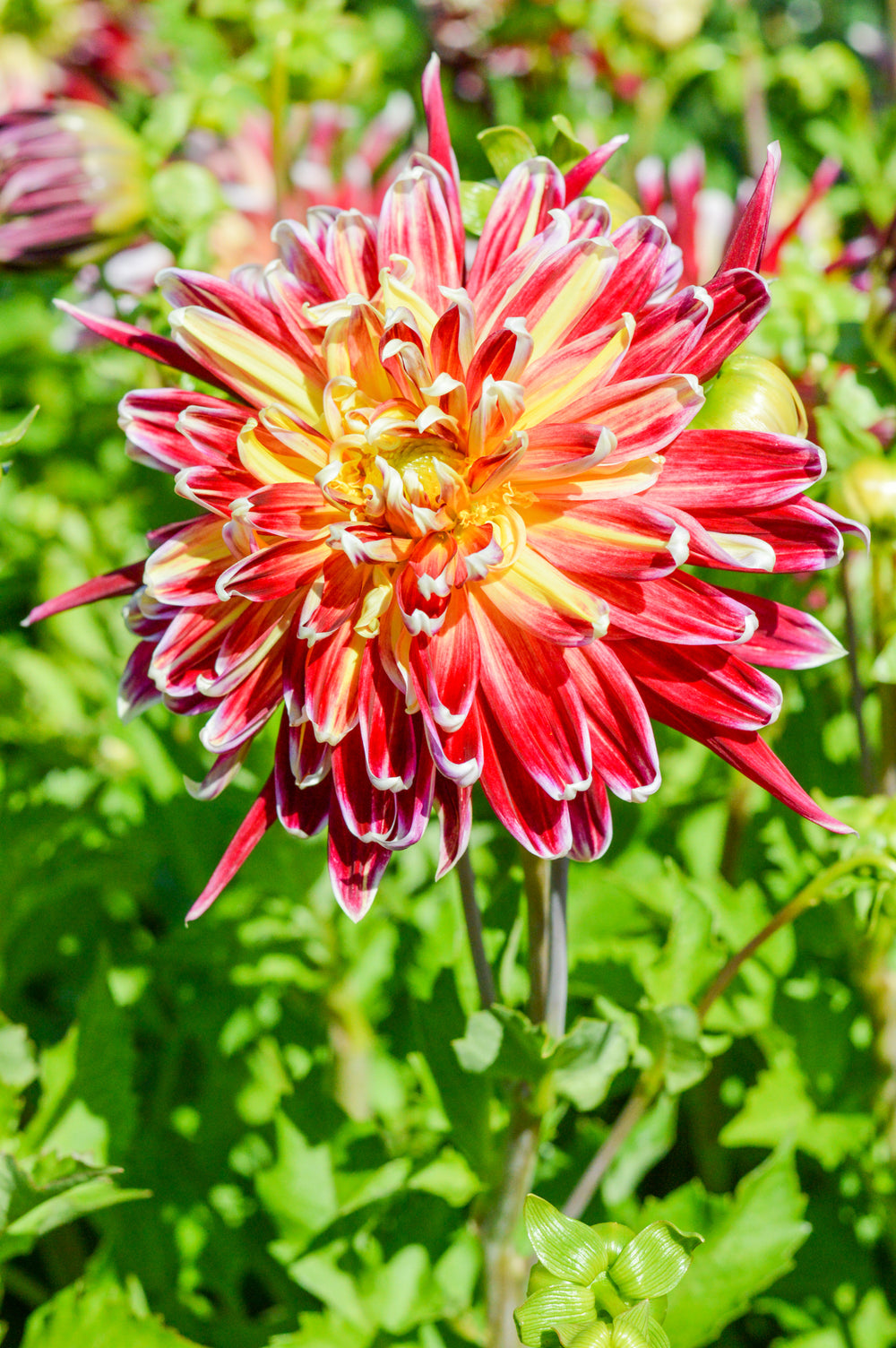 Dahlia Akita | Dahlia Tubers | DutchGrown™