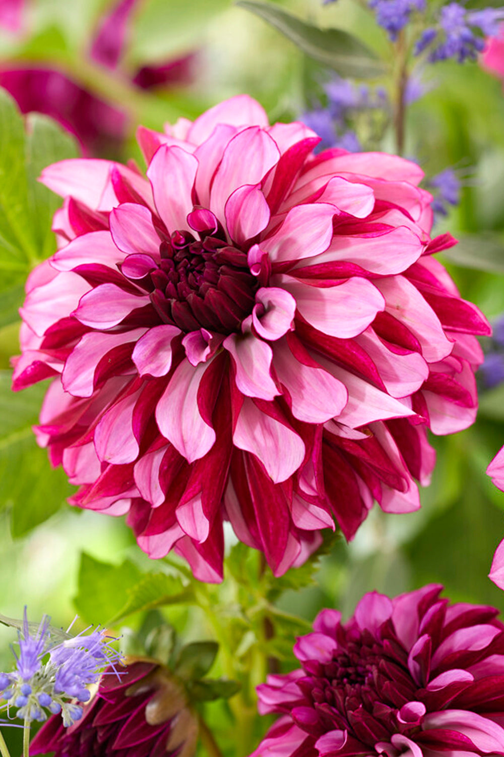 Dahlia Cranberry Classic Dahlia Tubers DutchGrown™