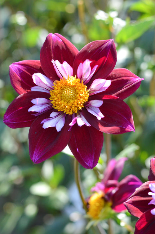 Dahlia Eefje Tubers