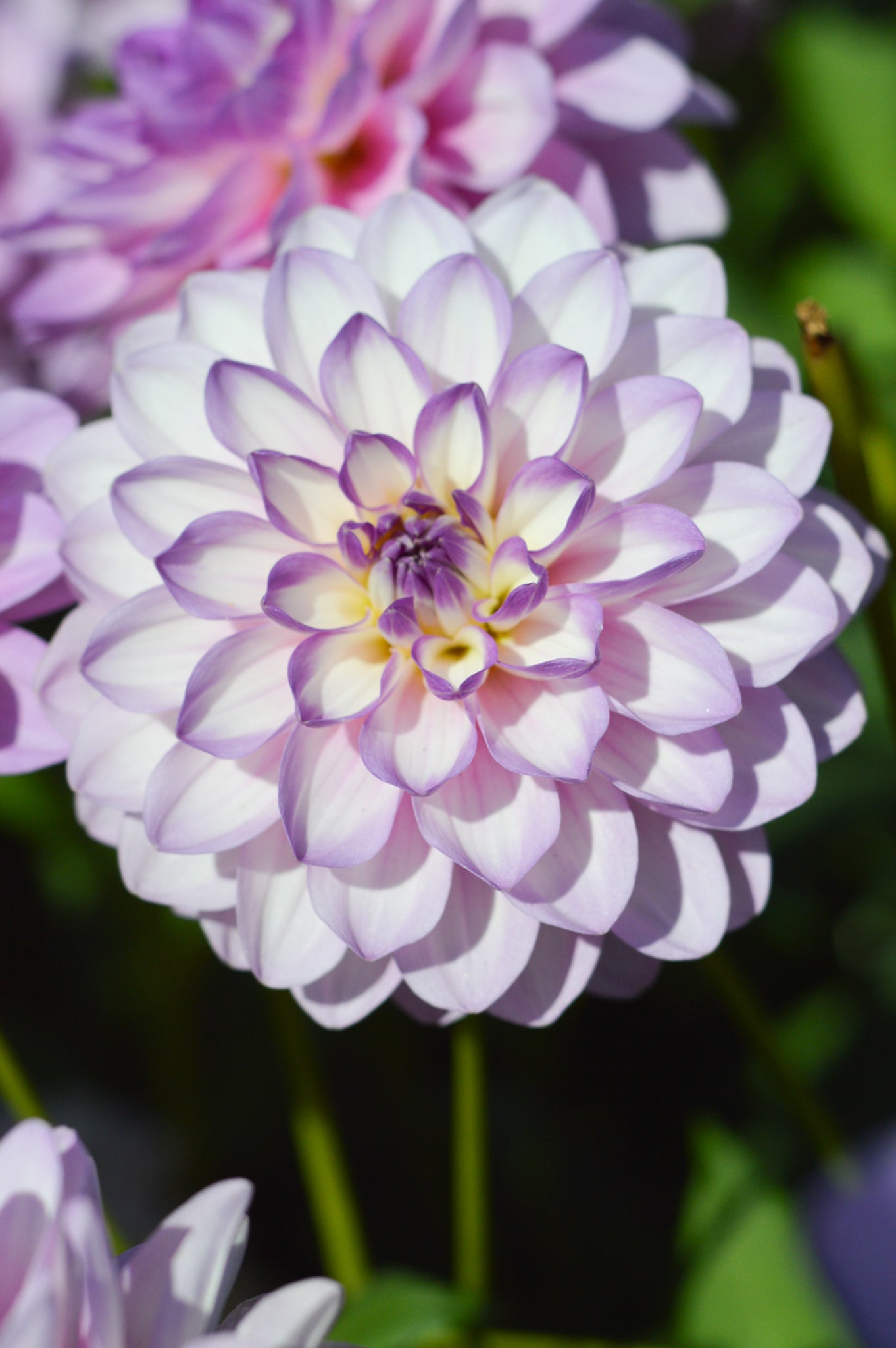 White And Purple Dahlia Bouquet