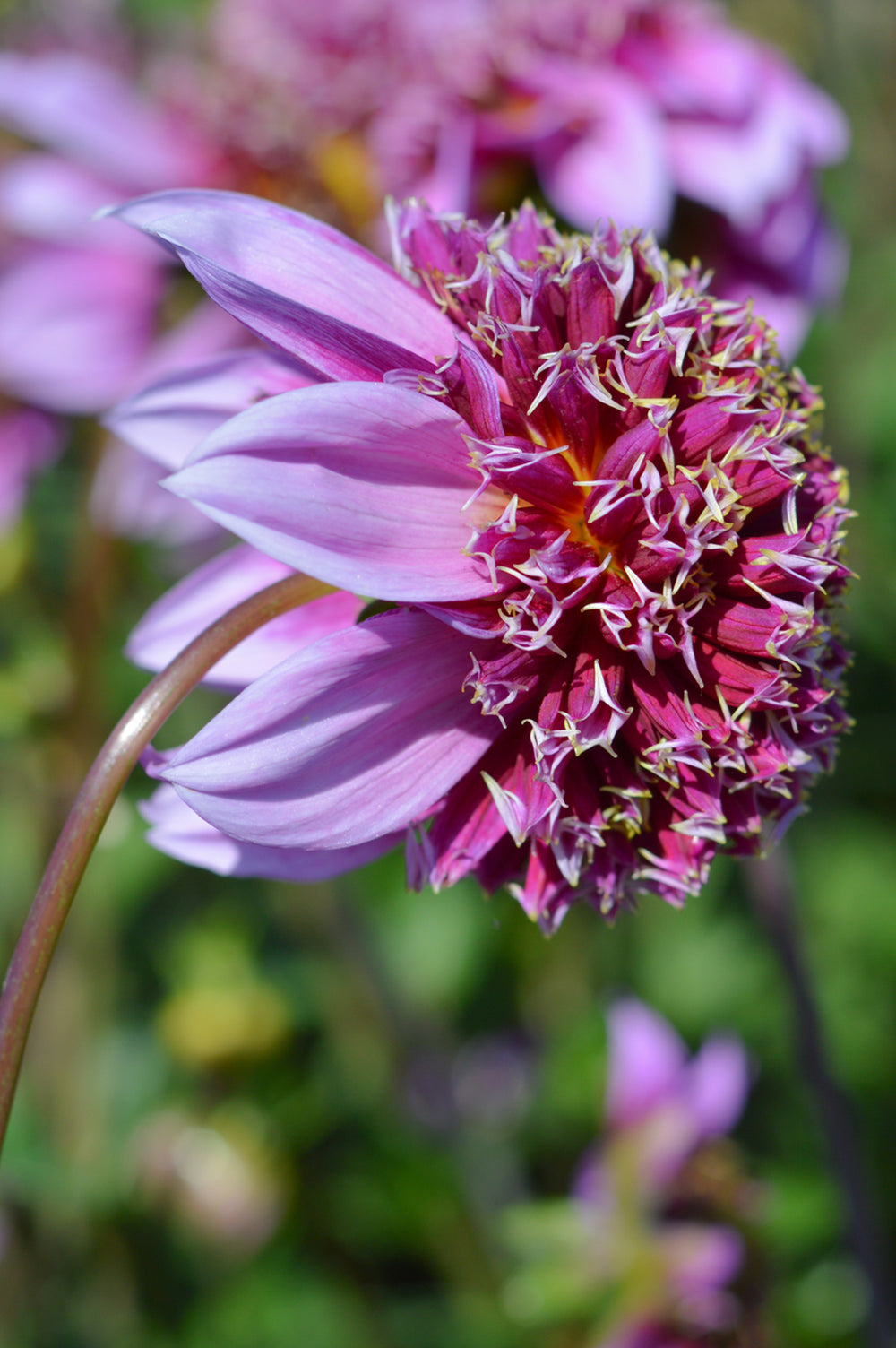 Dahlia Fenna Baaj | Dahlia Tubers | DutchGrown™ 