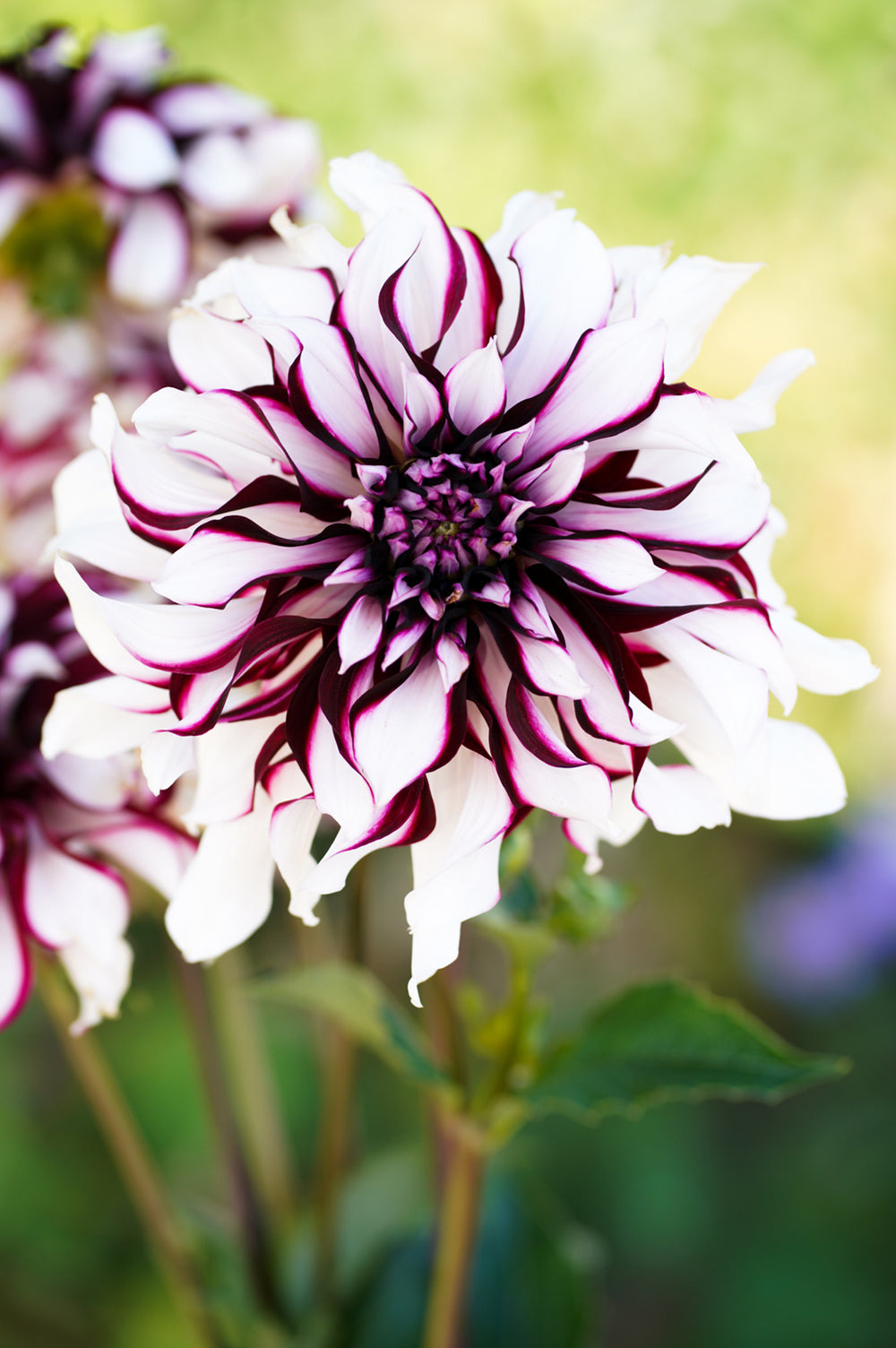 Dahlia Tartan | Dahlia Tubers | DutchGrown™