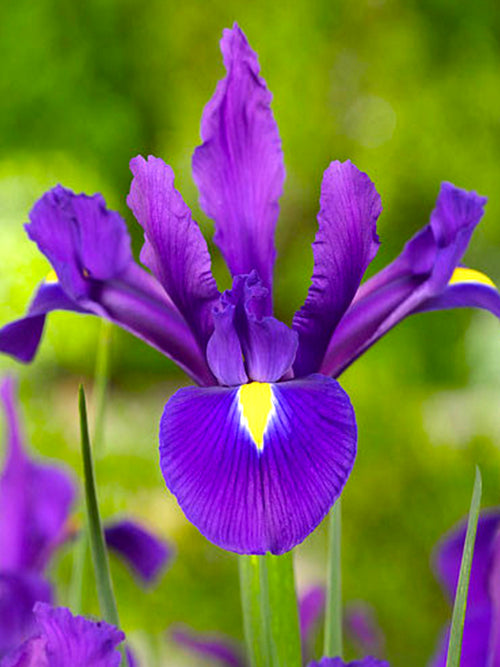 Dutch Iris Purple Sensation | Shop Top Quality Bulbs | DutchGrown™