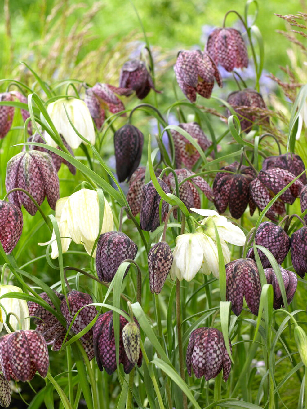 Smadre Jeg vil være stærk stribet Fritillaria Meleagris | DutchGrown™ | Shop Top Quality Flower Bulbs