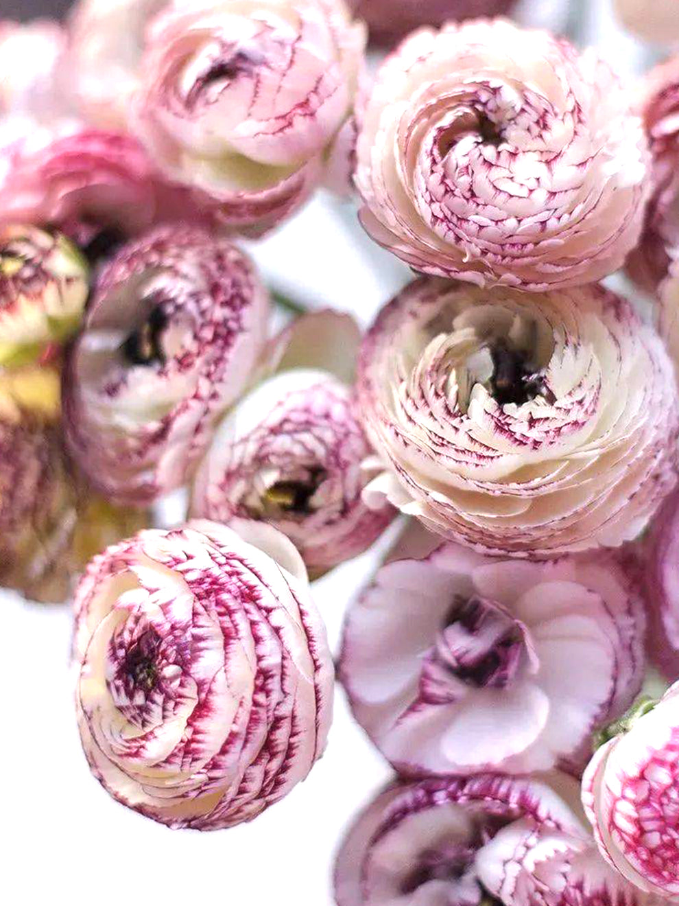 Italian Ranunculus Elegance Bianco Striato | DutchGrown™