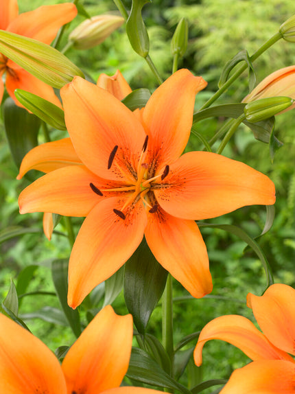 Lily Bulbs 'Sunset Boulevard' | DutchGrown™