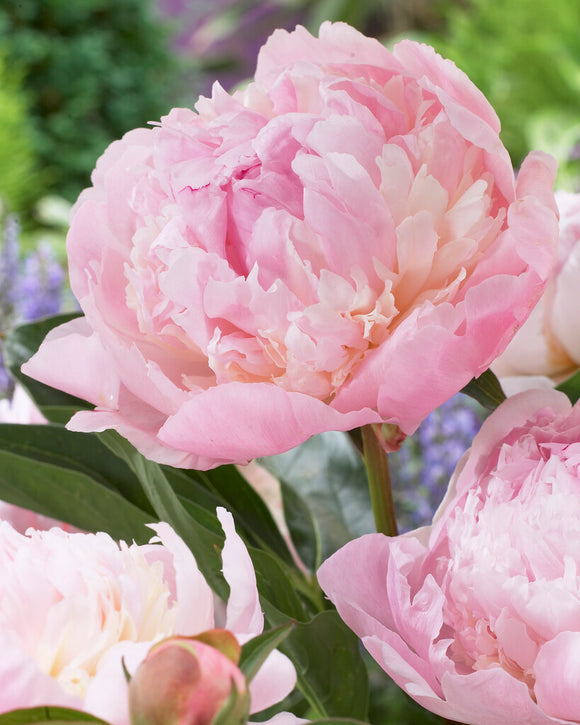 Peony Roots Raspberry Sundae